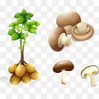 马铃薯植物茎免费剪贴画手绘蔬菜