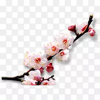 樱花下载-梅花创意