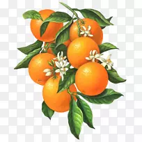 柑桔xd 7香橙花植物插图-橙色果实的白色小花