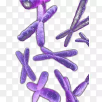紫生物体-凌乱的紫色染色体