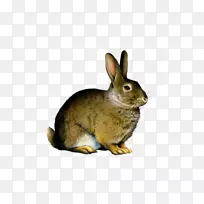复活节兔子剪贴画-可爱的灰兔