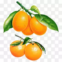 橘子苦橙子