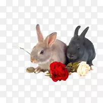 白兔玫瑰-两只小兔子
