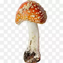 食用菌木耳-美丽的橙色蘑菇