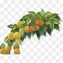 柑桔xd 7苦橙橘子-桔子树载体