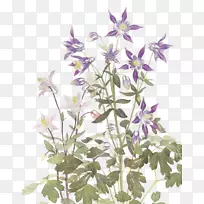 花-紫星花
