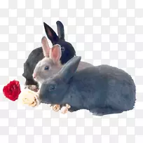 家兔豚鼠利波类-三只友好型兔