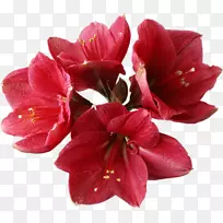 兰花剪贴画-花标画花
