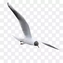欧洲海鸥普通海鸥鸟海鸥