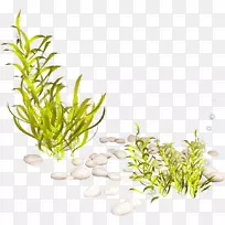水生植物海藻剪贴画-海藻