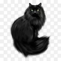 挪威森林猫波斯猫野猫黑猫