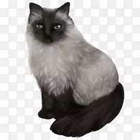 喜马拉雅猫巴厘猫暹罗猫亚洲半长毛黑猫