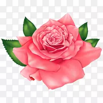 玫瑰橙花剪贴画-粉红色美丽的剪贴画