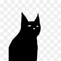 孟买猫黑猫家养短毛猫须-黑猫