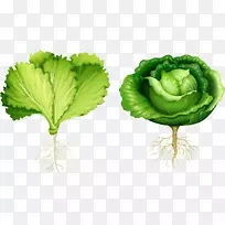 生菜根蔬菜插图.手绘蔬菜