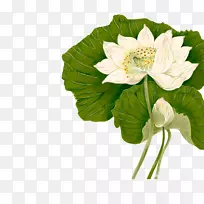 Nelumbo nucifera绘图计算机软件.手绘莲花