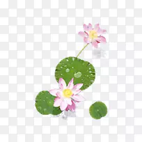 莲藕花瓣植物-小装饰元素粉红莲花