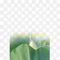 商务壁纸-风元素莲花