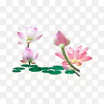 莲花荷叶