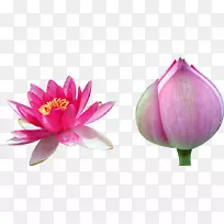 双莲花