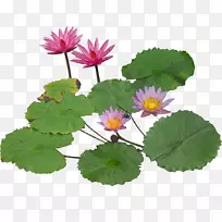 睡莲-百合水生植物-盛开的莲花