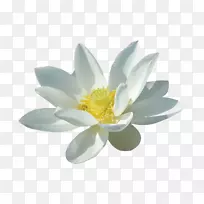 野莲花白花-三维开花白莲花