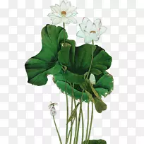国画莲花水墨画水墨刷白莲花创作