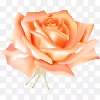 昆虫夏草玫瑰蓝玫瑰插花艺术立体声橙色玫瑰载体