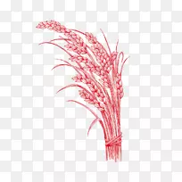 水稻红小麦序列