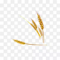 Emmer einkorn小麦-逼真的写实小麦