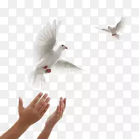 秋葵科莱维特葬礼和火葬场-和平的飞鸽