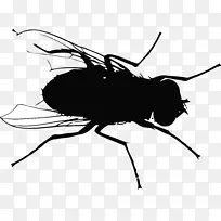 蝇蚊飞行-蝇轮廓