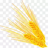 下载电脑图标-黄金成熟小麦颗粒