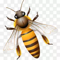 蜜蜂-飞蜂