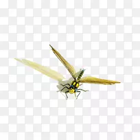 蜻蜓昆虫翅膀蝴蝶和蛾图