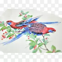 深红色罗塞拉鸟鹦鹉水彩画插图-一起飞