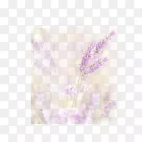 薰衣草花瓣-紫色小麦