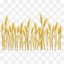 普通小麦麦穗插图.卡通小麦收获