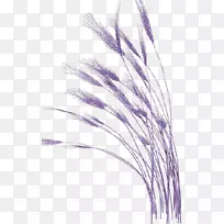 剪贴画-紫色小麦免费拉料
