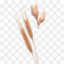 小麦穗夹艺术-小麦作物