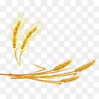 Emmer einkorn小麦硬粒麦粥-成熟小麦渲染载体