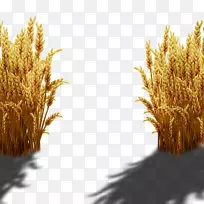 小麦手绘小麦