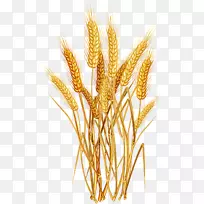 普通小麦麦穗夹艺术卡通小麦