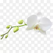 东方飞蛾兰花剪贴画-哥伦比亚兰花