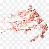 樱花桃红下载-梅花