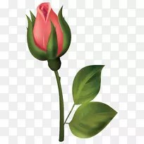 玫瑰花蕾艺术-红色玫瑰花蕾