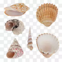 海螺壳贝类