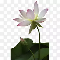 Nelumbo nucifera花卉摄影剪贴画-相当简单的莲花
