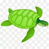 绿海龟画片-免费海龟剪贴画