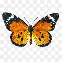 蝴蝶Greta oto剪辑不含艺术色彩的蝴蝶图片